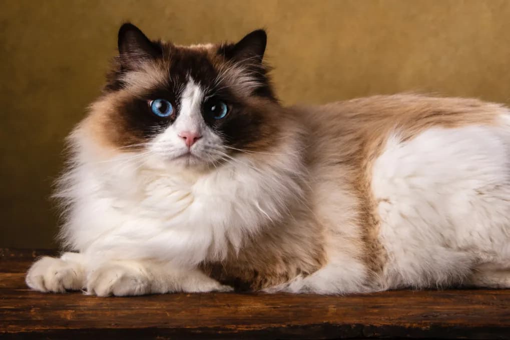 Które rasy kotów są najbardziej przytulne i towarzyskie?